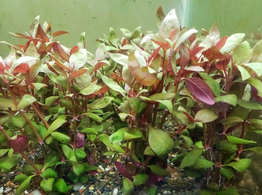 Альтернантера лиловая